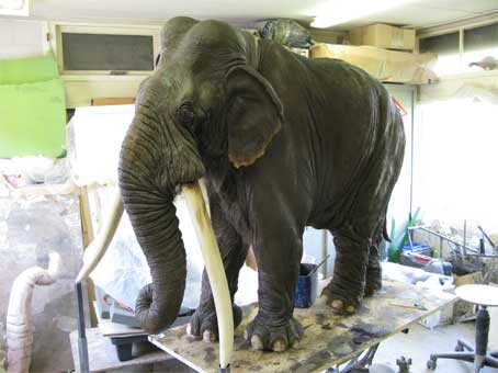 tusked Elephant